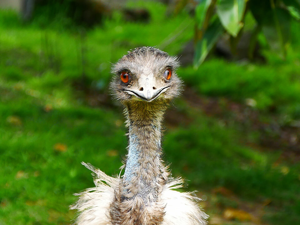 Emu