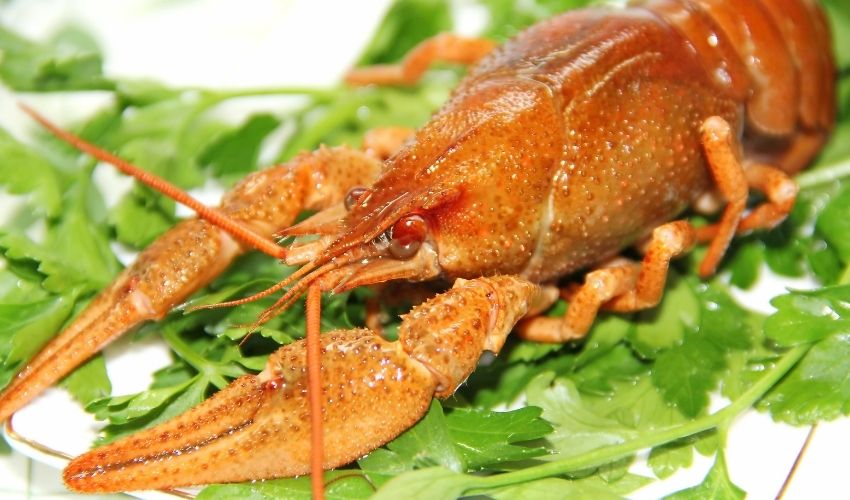 Crayfish on a plate